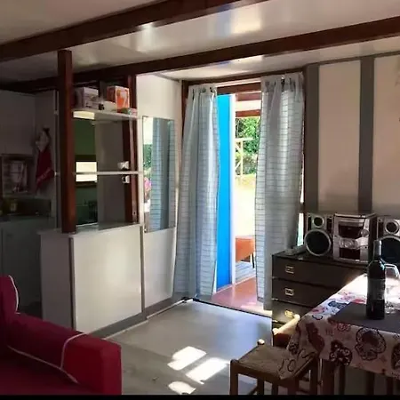 Papoila كولاريس